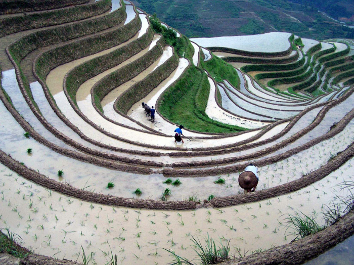 Terassedyrking i Dazhai, Longsheng Ethnic Minorities autonome landområde, Guangxi Zhuang autonome Region. De er i gang med forberedelser til sesongen, pløying, på terassene som ligger fra 600 til 1200 meter over havet. 																								AP Photo/Xinhua, Yu Xiangquan