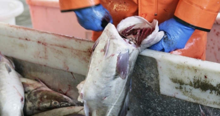 Fiskerne skaper enorme verdier, men hvem eier fisken i havet? 																		Foto: Berit Roald/NTB scanpix