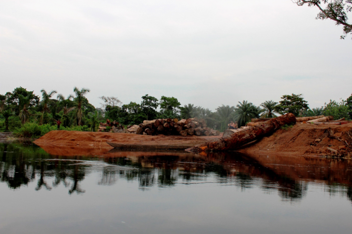 Stokkar som Sodefor har høgd på vegne av Norsudtimber, ventar på lasting i Equateur, Lulonga, Kongo									Foto: Global Witness