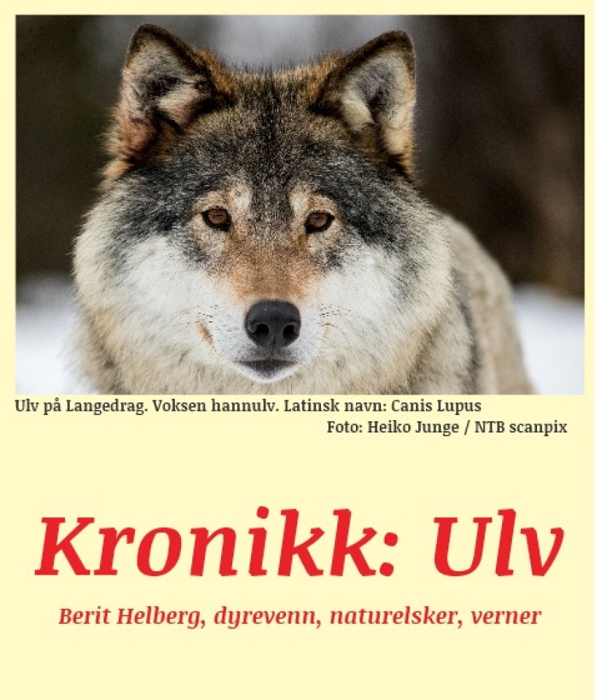 Kronikk: Ulv