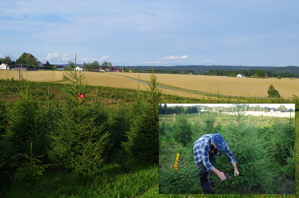 Kommende juletrær på rekke og rad hos Røed. Innfeldt: Kurslederen demonstrerer bruk av håndsaks																				Foto: Friheten/Terje Bjørlo